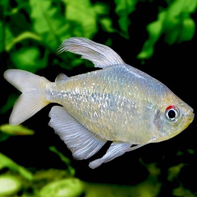 Moenkhaus.pittieri   Diamantzalm 2,5 cm.